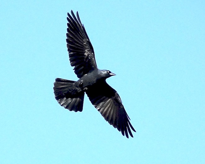 jackdaw